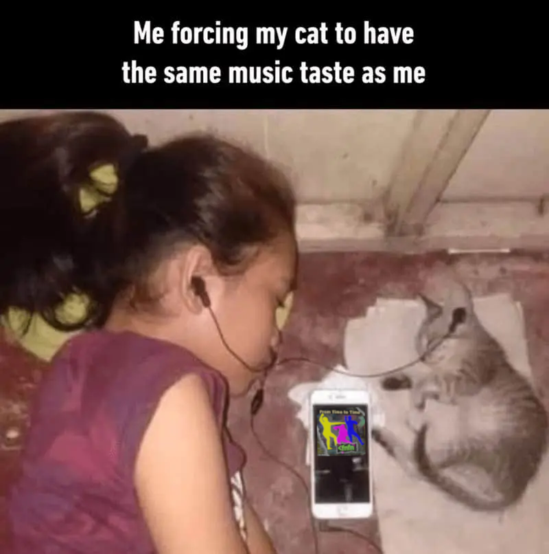 From Time to Time cat meme